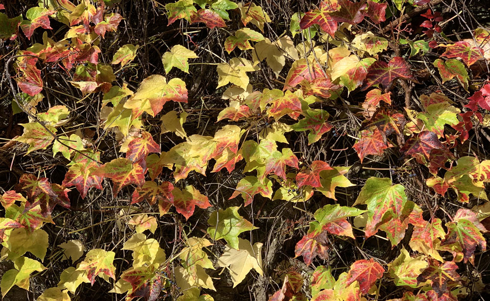 La Roseraie revêt son manteau d’automne