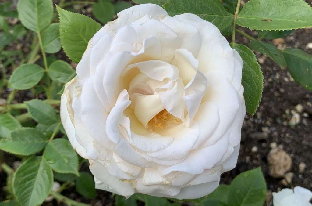 Le rosier « La Sauvagine Terre et Passion® Delflorobla » s’épanouit à la Roseraie !